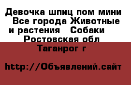 Девочка шпиц пом мини - Все города Животные и растения » Собаки   . Ростовская обл.,Таганрог г.